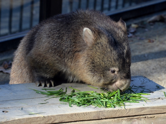 池田市の人気スポット「五月山動物園」とは？の画像