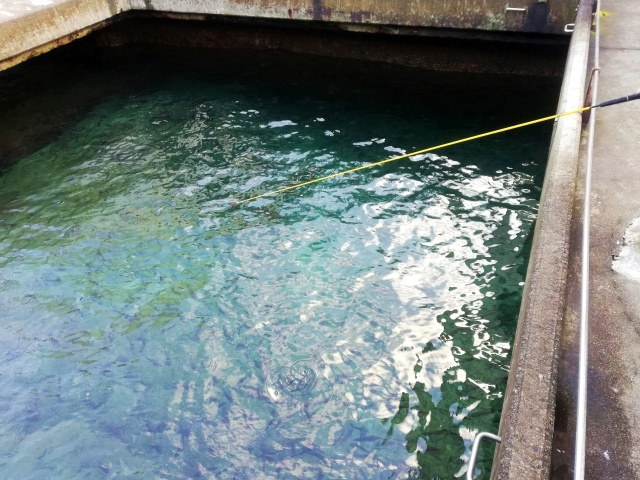 都会のど真ん中で釣りを楽しめる！新宿の市ヶ谷フィッシュセンターとは？の画像