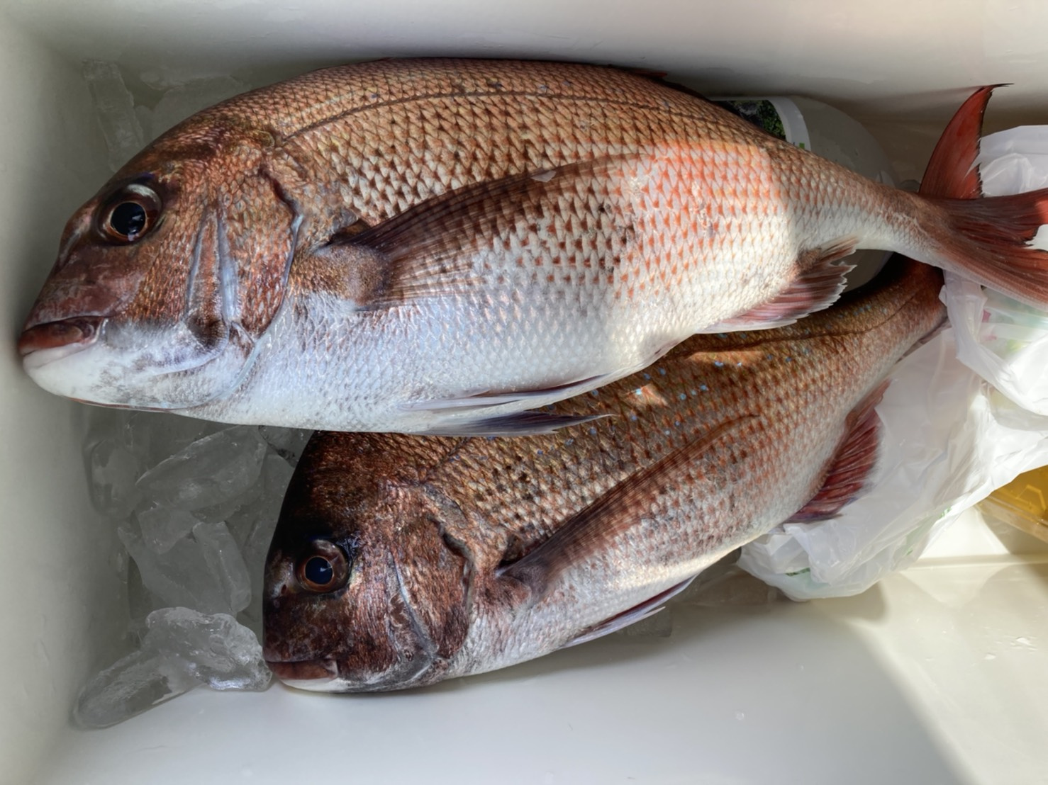 のっこみ真鯛釣りの画像