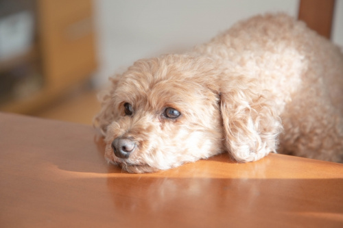 賃貸物件で犬を飼う場合は夏場の暑さに注意！犬が快適に過ごすための暑さ対策