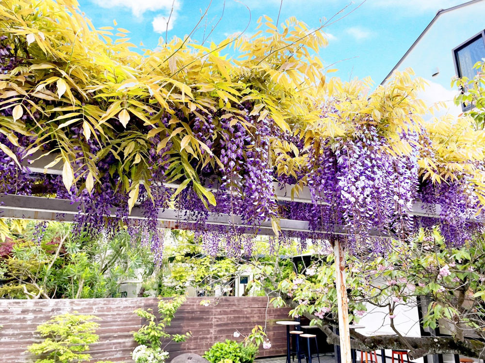 【謙虚さ】下がるほど　人が見上げる　藤の花【大事】の画像