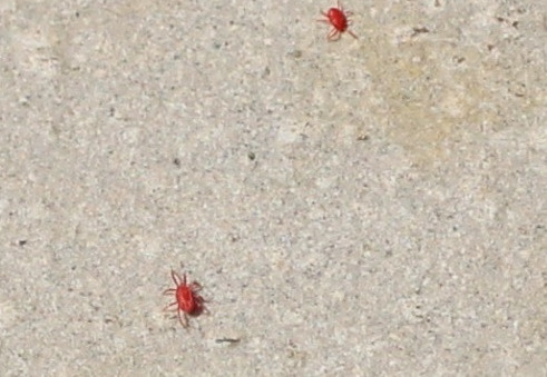 春になると出現する「赤ダニ」 ～日高市高麗川駅前不動産コラム～の画像