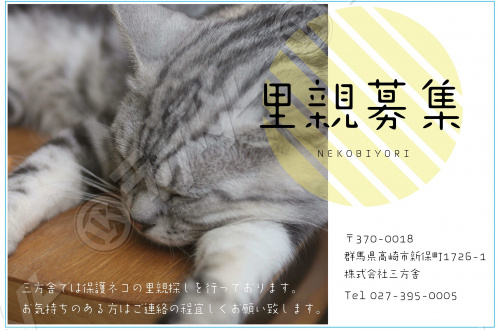 保護ネコの里親探し始める。の画像