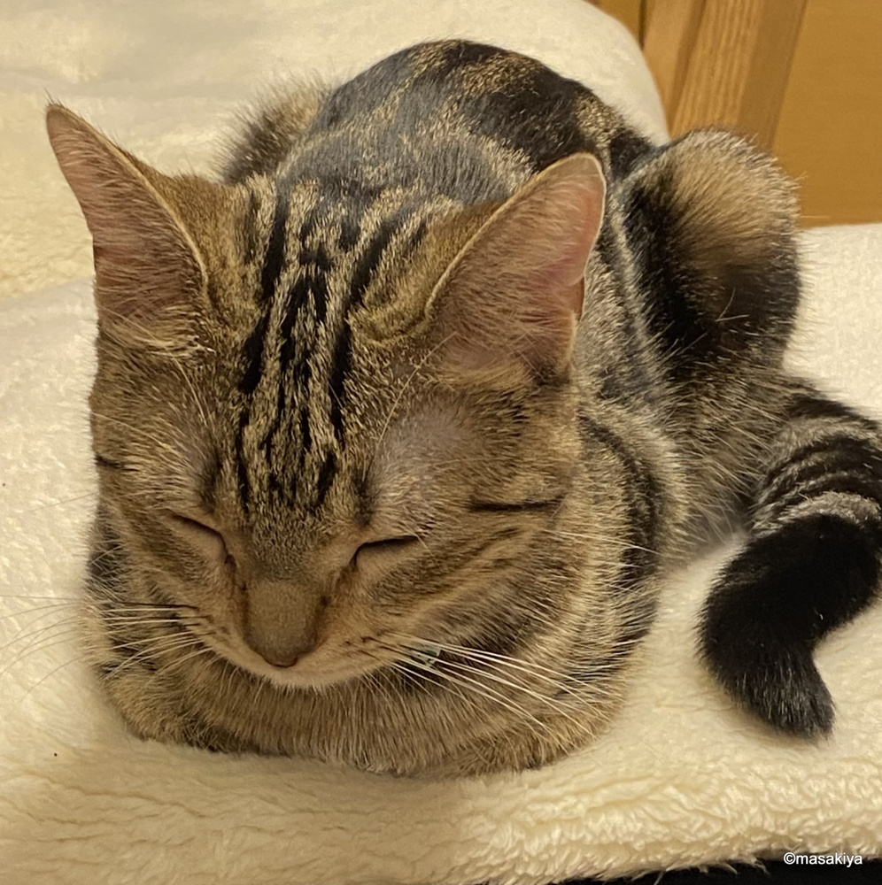 5月2日～5日までお休みをいただきます。の画像
