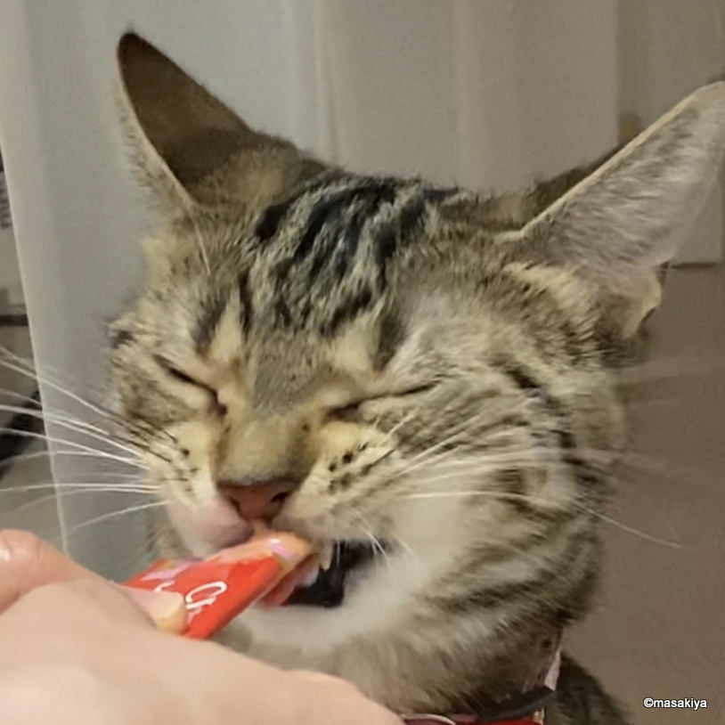 ちゅ～るの画像