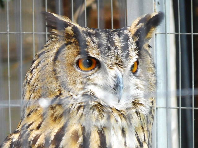 東京都に賃貸をお探しの方向けに江戸川区自然動物園をご紹介 かわいい動物とのふれあいも可能 首都圏の賃貸 マンション情報はアムス エステート