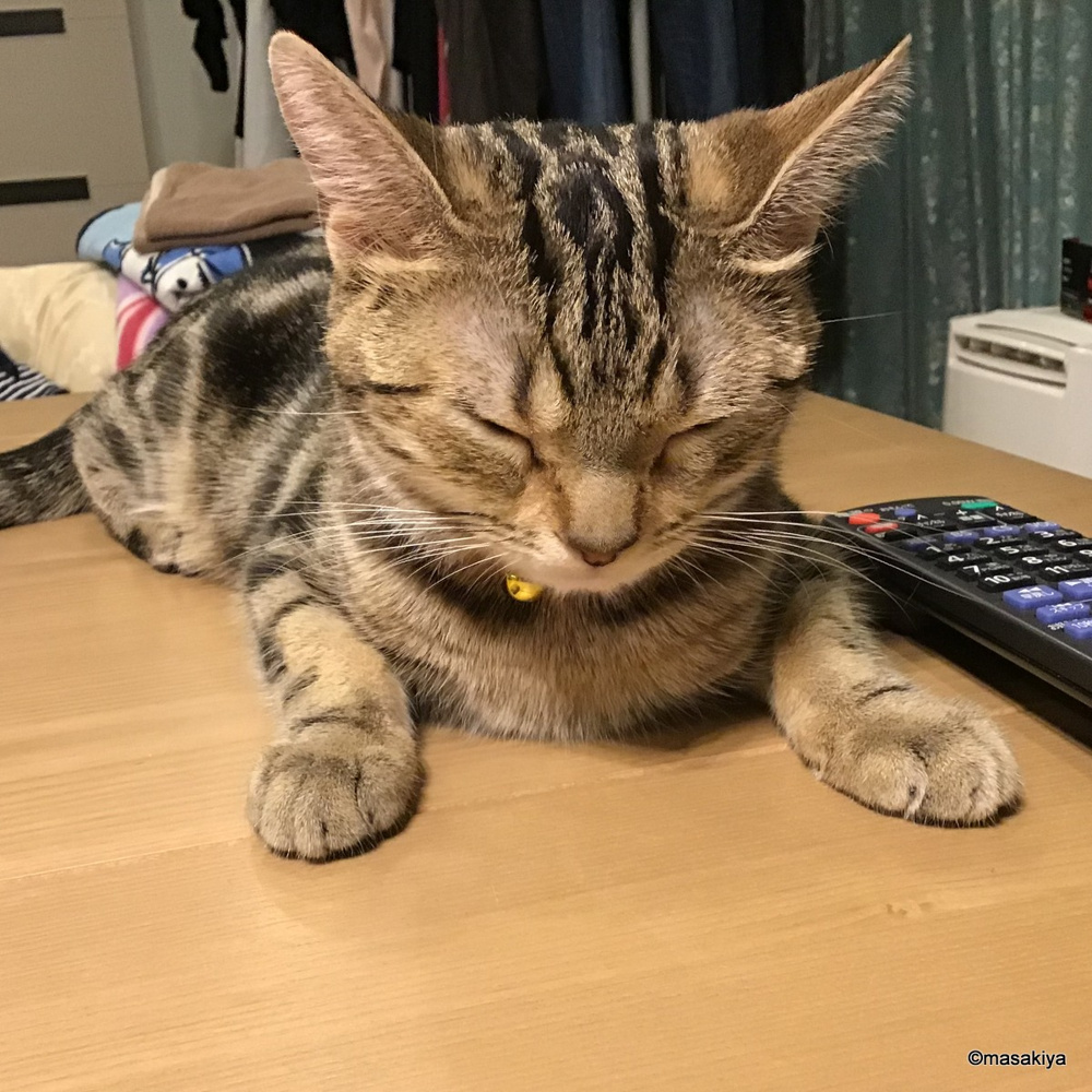 狂暴なネコの画像