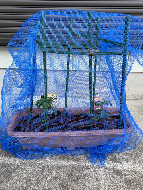 新しい楽しみの画像