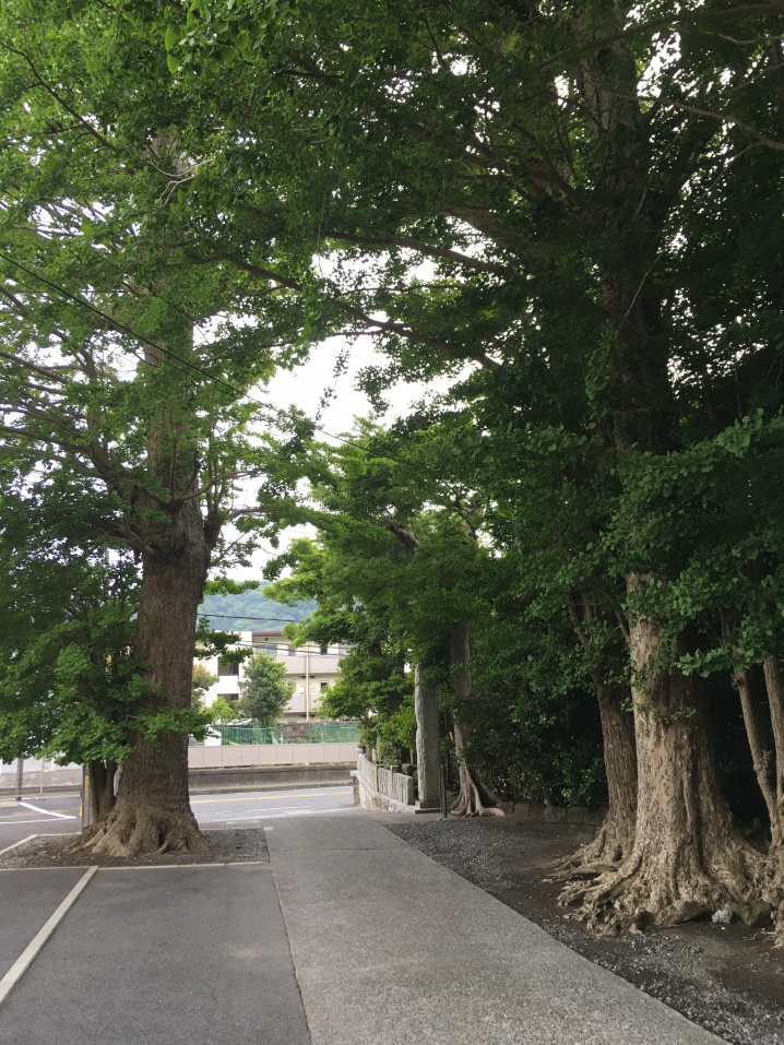 緑のトンネルの画像