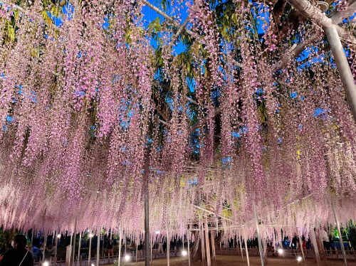 まだまだお花見シーズンの画像