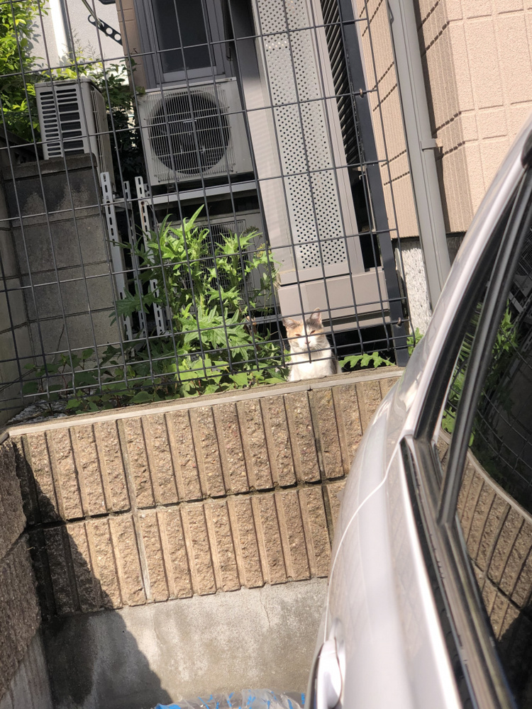 最近仲良くなりつつある野良猫の話の画像