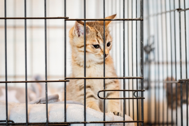 神戸市で取り組んでいる地域猫活動とは？いろいろな視点から考える地域猫の活動をご紹介の画像