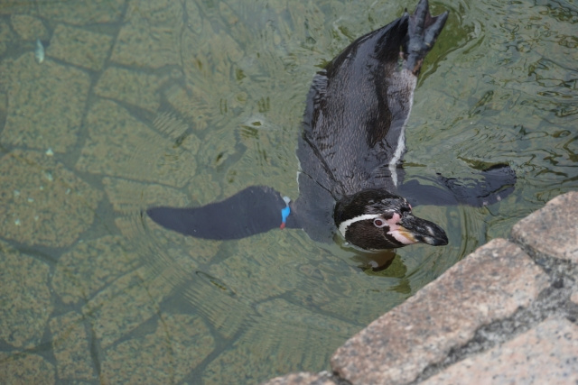 江戸川区の子連れで楽しむお出かけスポット！「江戸川区自然動物園」の画像