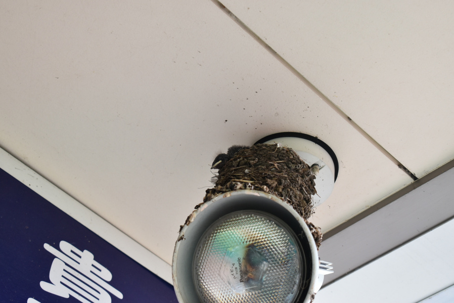 ツバメの雛が孵化していました。　～日高市高麗川ツバメ日記～の画像