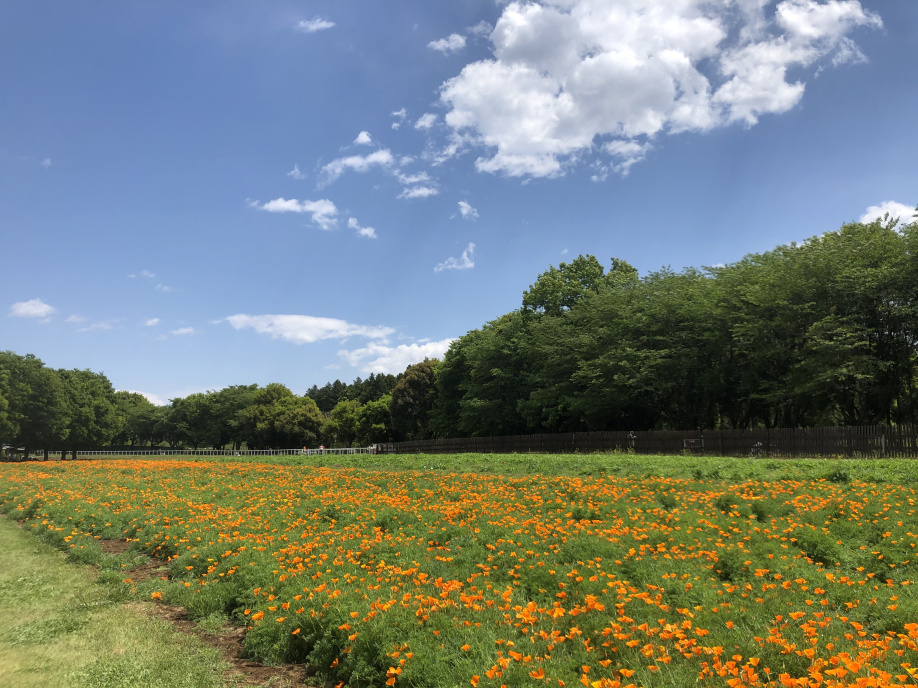 そうだ、イバライドだ！の画像