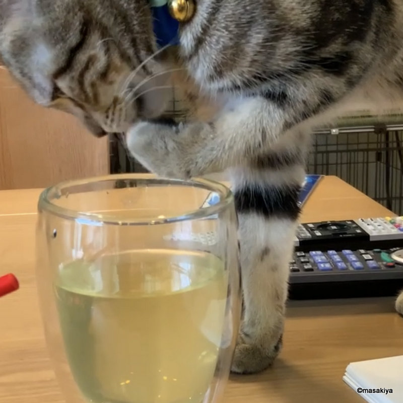 祝！1歳！の画像