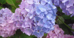 もうすぐ梅雨入りですかね・・・・・の画像
