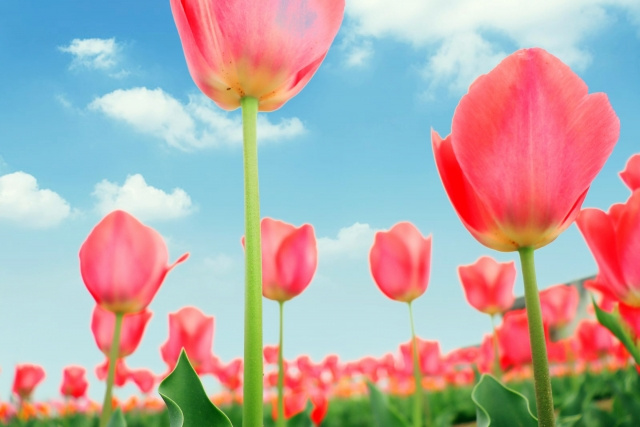 3月芽吹く春の到来には、クリアな自分へお掃除ヨガタイム