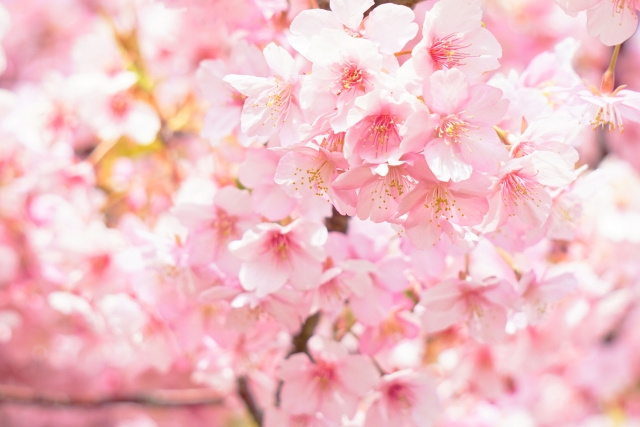 3月末～4月、桜色の明るい春本番に、自分と向き合うヨガタイム