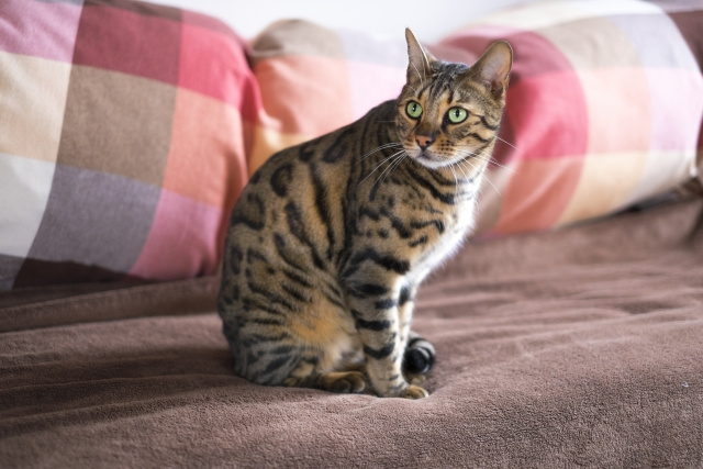 ペットを飼っていた部屋の原状回復とは？不動産管理で気を付けたいことの画像