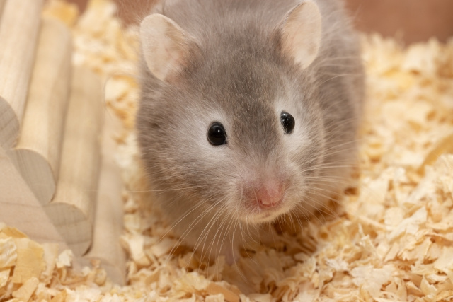 ペット飼育をご希望の方へ！川越市のおすすめペットショップをご紹介！の画像