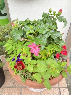 寄せ植え♪の画像
