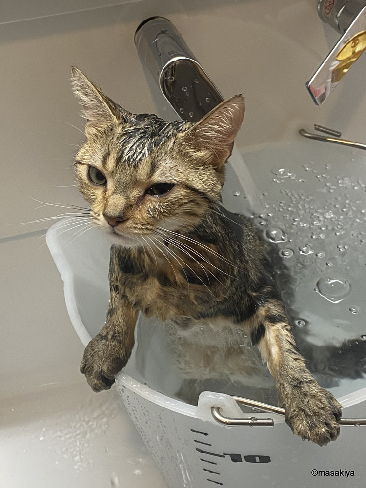 お風呂の画像