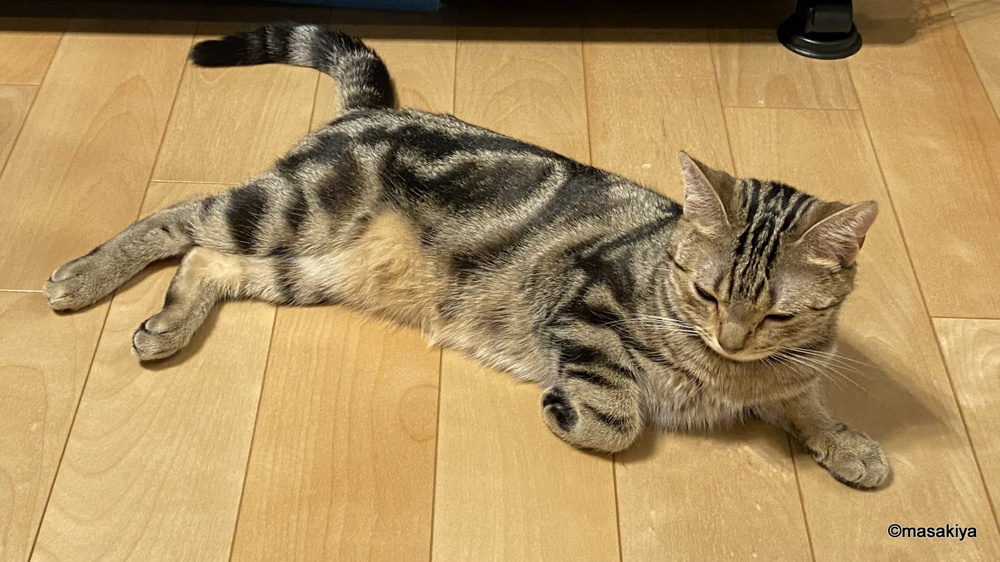 ゴロゴロの画像