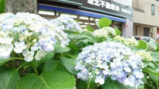 紫陽花の季節の画像