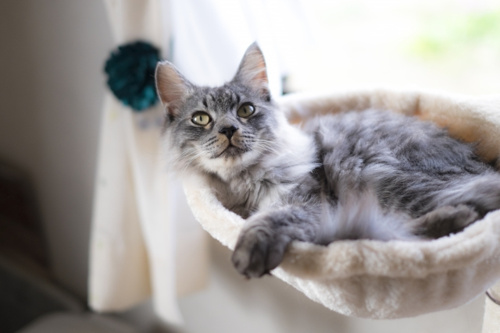 猫可・ペット可の賃貸物件でぜひ知っておきたい種類や注意点