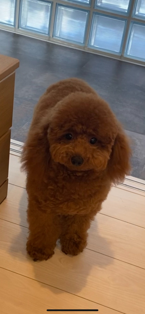 愛犬のバースデー(^_^)/の画像