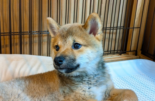 福岡市で犬を飼いたいときに知っておきたい保護犬の譲渡について解説しますの画像