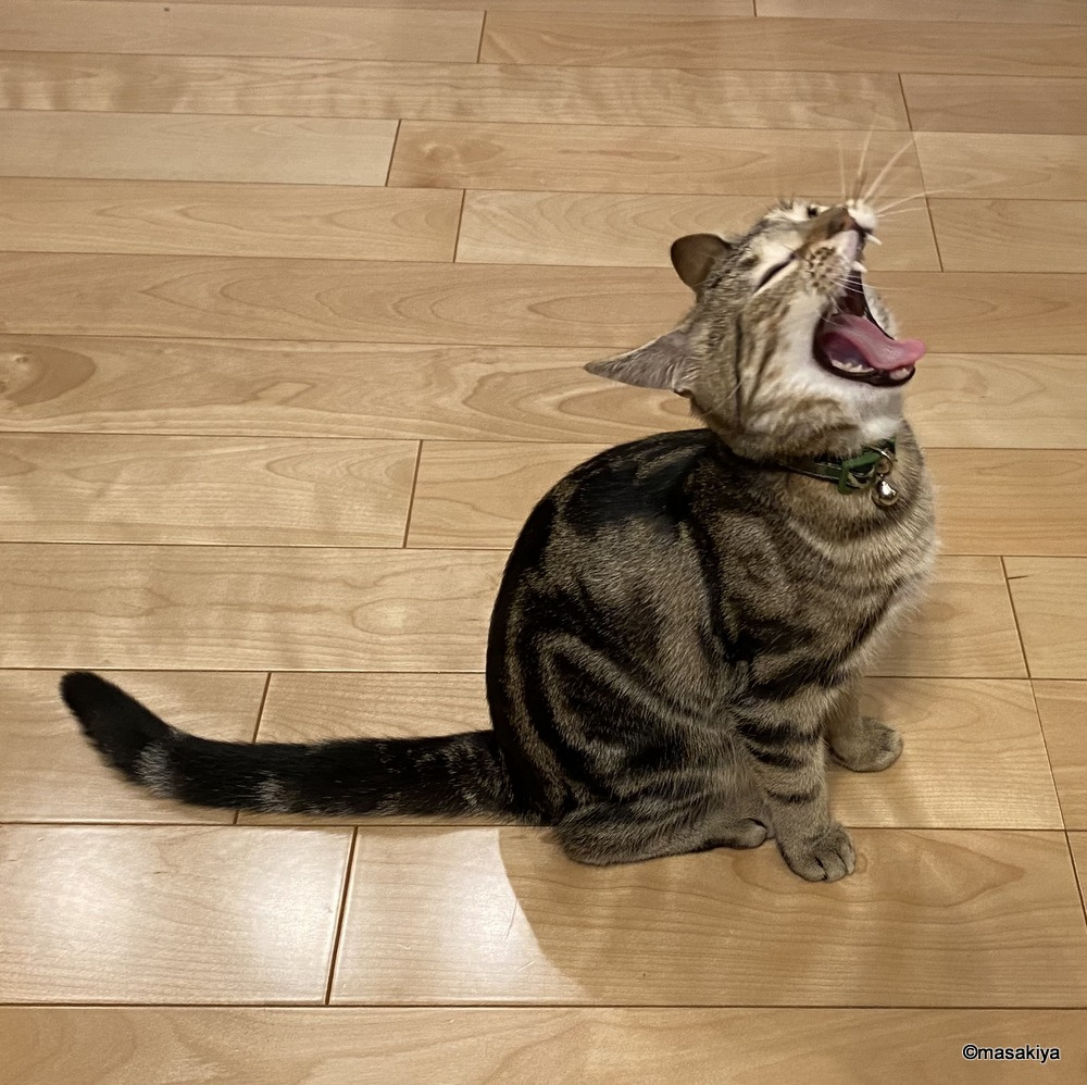 いつも真剣の画像