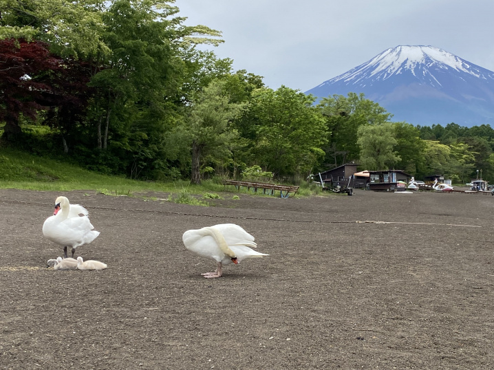 癒しの山中湖♪の画像