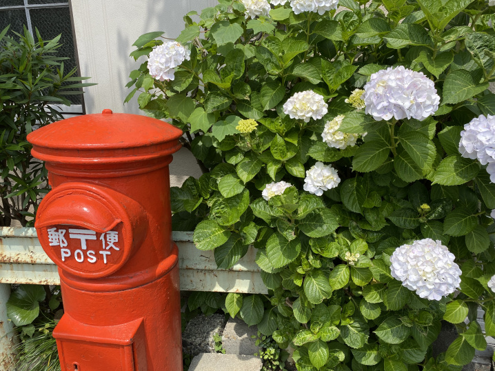 紫陽花の季節ですね♪の画像