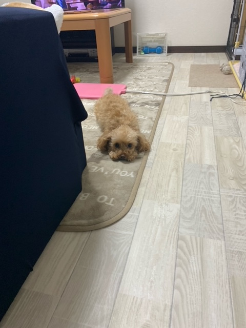 癒し！の画像