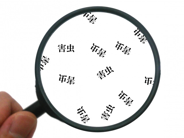 ダンボールに発生しやすい害虫の種類