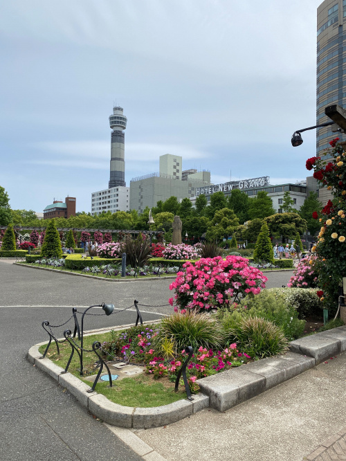 バラ見てきました！の画像