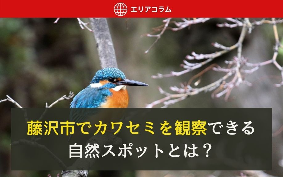藤沢市でカワセミを観察できる自然スポットとは？
