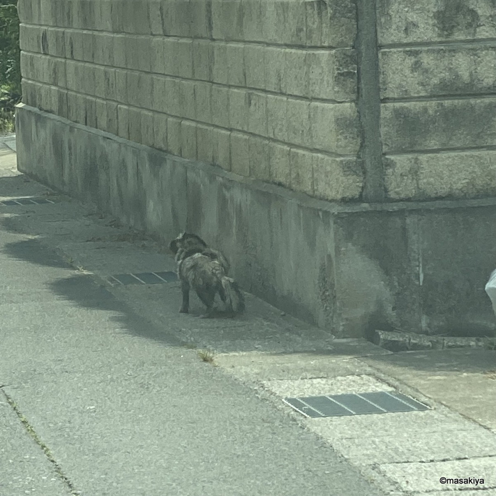 タヌキの画像