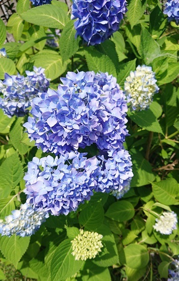 加古川もアジサイの季節ですねの画像
