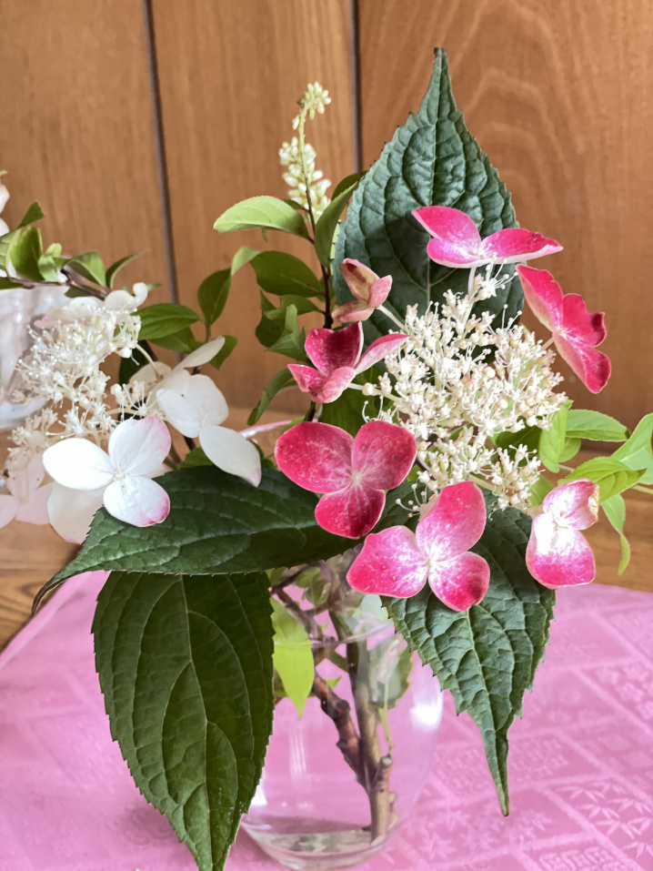 紫陽花が美しい季節がやってきた！の画像