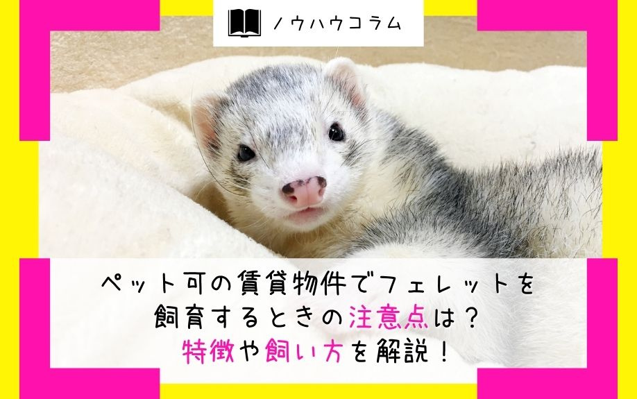 ペット可の賃貸物件でフェレットを飼育するときの注意点は？特徴や飼い方を解説！の画像