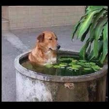 名古屋は暑い！涼しくなる工夫の画像