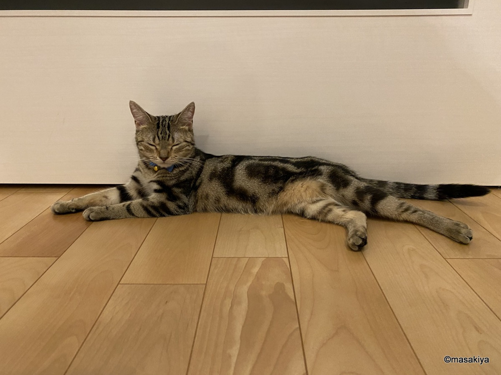 夏バテの画像