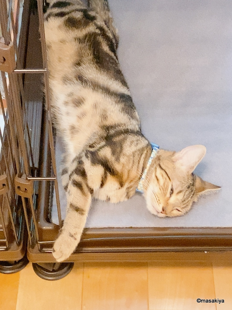 半目の画像