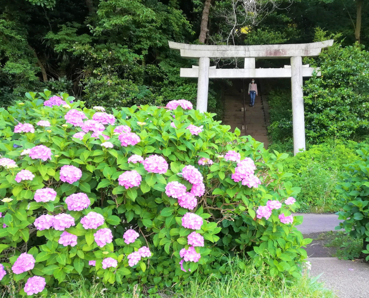 大庭の紫陽花（2021.6.13）の画像