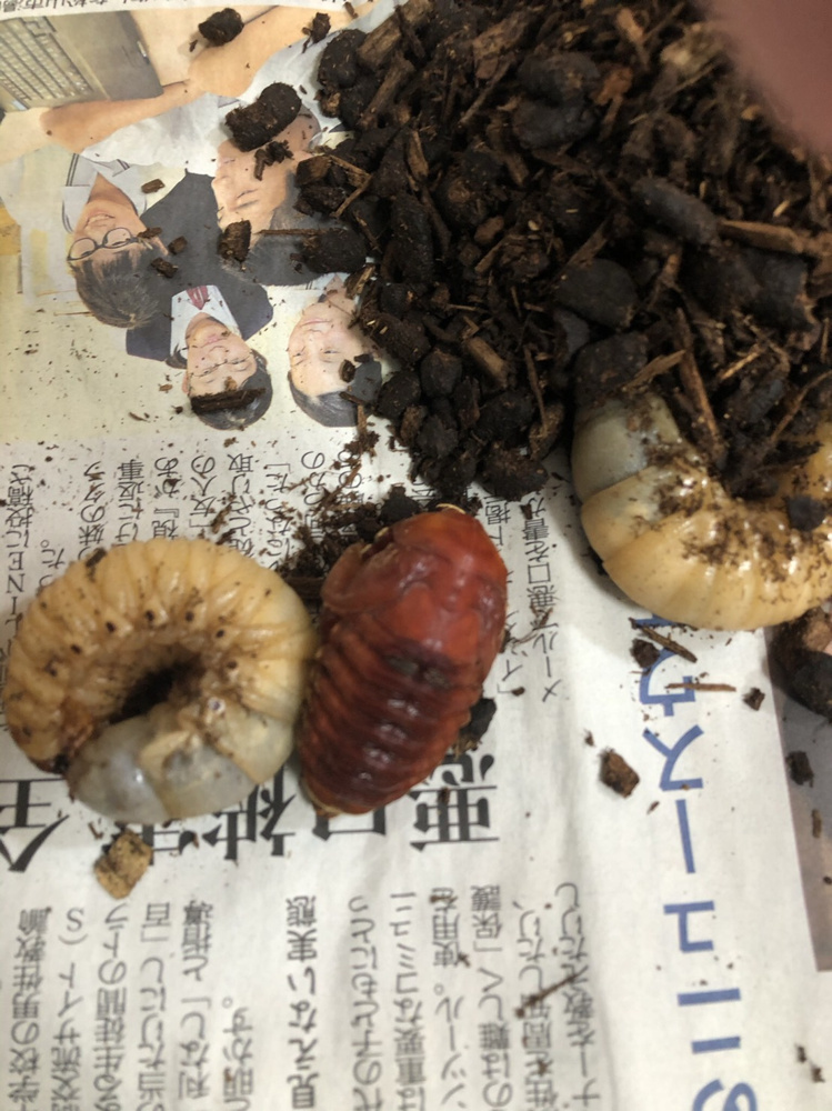 6月１４日：カブトムシ飼育日記５の画像