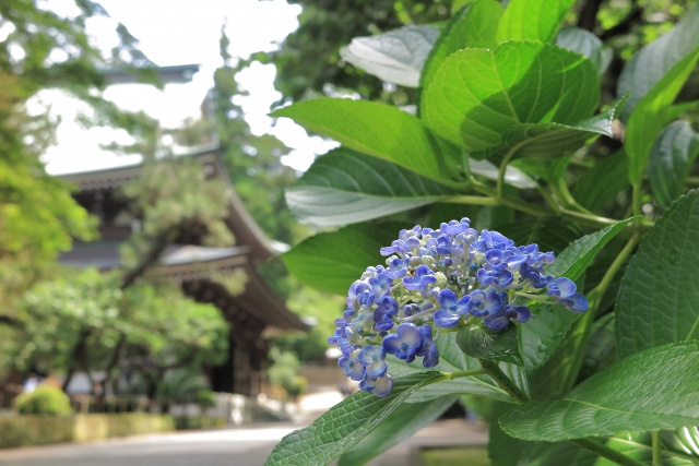 埼玉県川島町でおすすめの神社2選をご紹介します！の画像