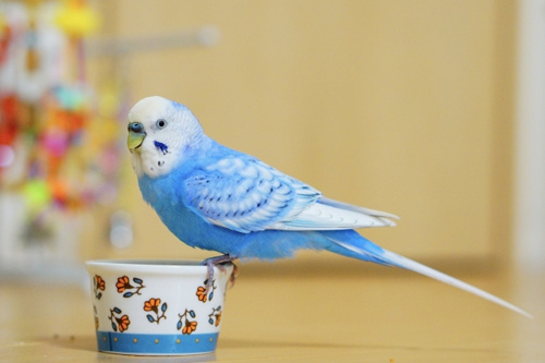 ペット不可賃貸物件でも望みはある？インコを飼いたい方必見の方法とは